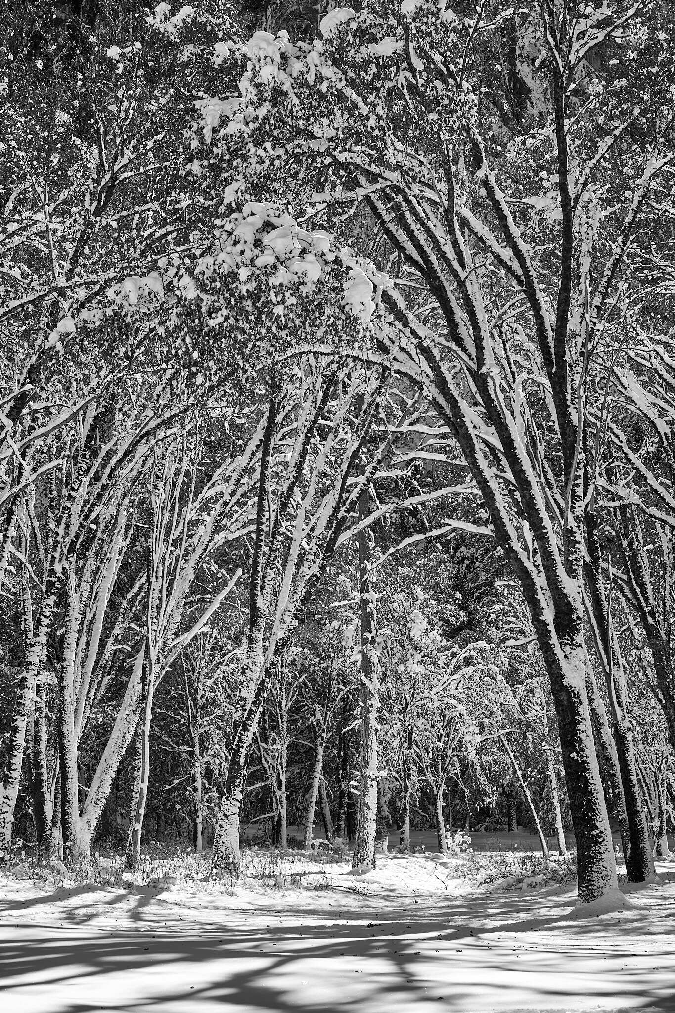 snow-covered-trees-yosemite-national-park-lp-workshops